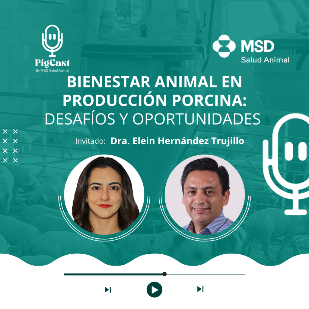 #08 - Bienestar animal en producción porcina: desafíos y oportunidades - Dra. Elein Hernández